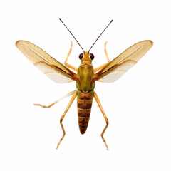 Fototapeta premium a female bow-winged grasshopper, Chorthippus biguttul isolated on the white background