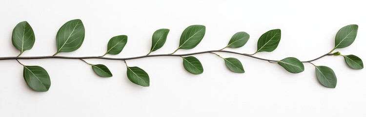Fototapeta premium Decorative Green Leaf Branch Isolated on White Background