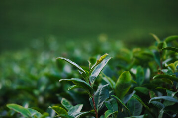 Tea plantation, Tea leaf shoots are used to make tea.