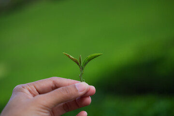 Close up of green tea leaf shoots at organic tea garden.