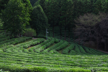 Green tea plantation in early morning, scenery on the mountain.