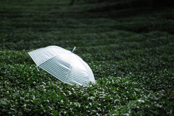 Tea field with white umbrellas placed atop the tea trees.