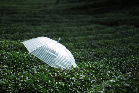 Tea field with white umbrellas placed atop the tea trees.