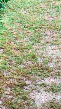 Close up of a patchy lawn with green and brown grass under light rain.The wet soil and raindrops indicate ongoing rainfall, creating a damp,textured surface.Suitable for nature and weather theme.