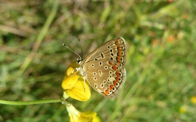 Polyommatus butterfly on lotus corniculatus flowers in the meadow