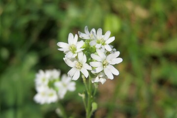 White Alliaria flowers in the garden in spring, closeup