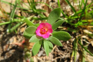 Common purslane flower Portulaca Oleracea in Florida nature, closeup