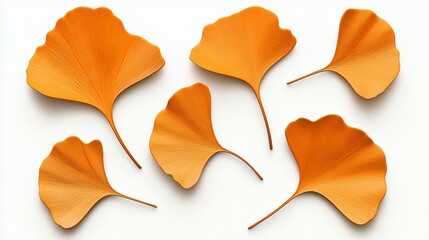 Naklejka premium Dried Orange Ginkgo Leaves on White Background
