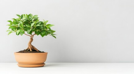 Tranquil Bonsai Tree in Pot  Minimalist Zen Garden  Home Decor  Peaceful Nature