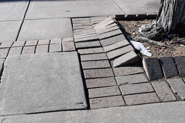 Upturned bricks on sidewalk from tree roots.