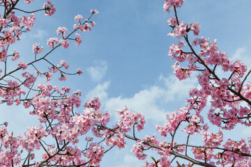 京都 淀水路の河津桜　Kawazu cherry blossoms in Yodo Suido, Kyoto	