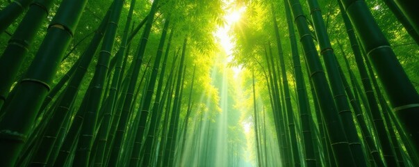 Sun-dappled bamboo forest, shafts of light pierce the green canopy, botanical, plants, image