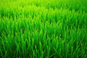 Vibrant green meadow texture, seamless pattern, grass, botany