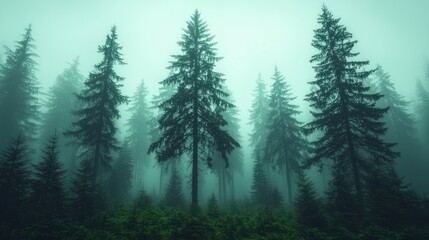 Fototapeta premium Misty Forest Enigmatic Pines Foggy Woods Nature Scene Green Trees
