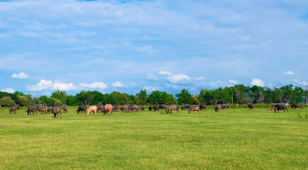 Herd of buffalo and the nature of the green grassland.