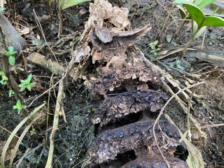 a damaged wasp's nest