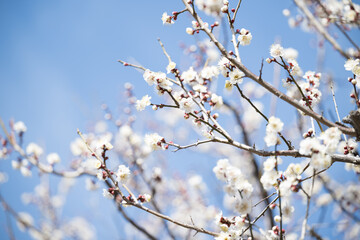 背景素材に使いやすい早春のイメージ　青空の梅の花