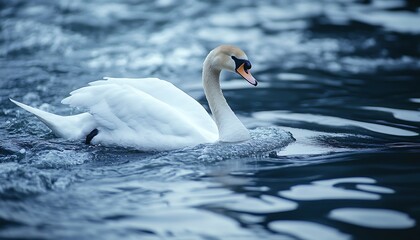 Obraz premium Swan swimming, river, water, nature, calm