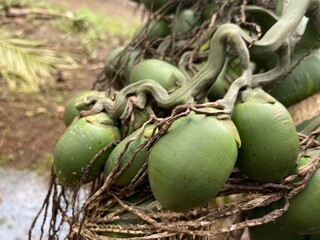 young areca nut that is still fresh