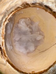 tampilan buah kelapa muda yang dibelah