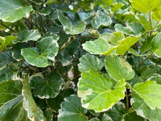 green leaves background