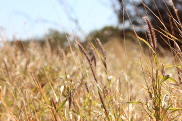 Fototapeta premium Wild Grass