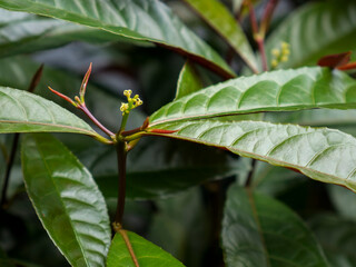 Close-up of glossy green leaves with small yellow flower buds. The details of the leaf veins and new shoots are clearly visible, creating a fresh and lively impression.