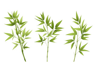 Bamboo leaf, isolated on white background, full depth of field