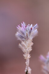 Purple Desert Flower