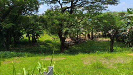 trees in the park