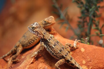 Desert Lizards