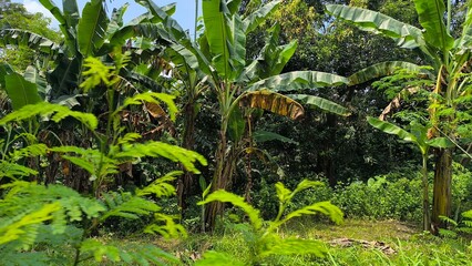 tropical jungle in thailand