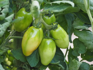 加熱用トマト　サンマルツァーノ