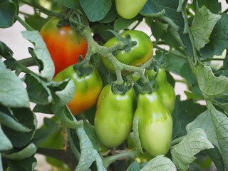 加熱用トマト　サンマルツァーノ