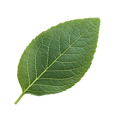 Vibrant Green Leaf On Light Gray Background With Visible Veins. A Detailed Close-Up Of A Healthy