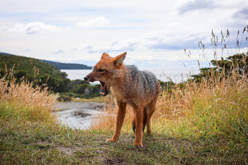 Patagonian fox yawning with the ocean and mountains in the background on Punta Arenas, Chile. (Lycalopex culpaeus)