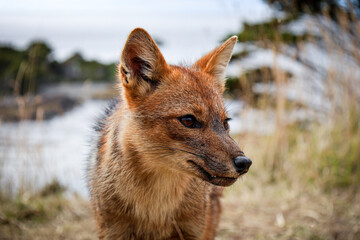 Fototapeta premium Patagonian fox close-up in Punta Arenas, Chile (Lycalopex culpaeus)