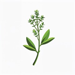 Fototapeta premium thyme sprig icon on plain white background