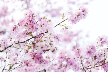 Queen's Flower or Inthanin flower in Thailand, Queen,s crape myrtle, Pride of India, Jarul, banaba plant, Lagerstroemia speciosa, cheerful blooming in park.