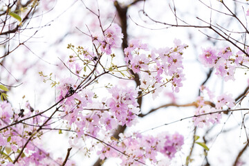 Queen's Flower or Inthanin flower in Thailand, Queen,s crape myrtle, Pride of India, Jarul, banaba plant, Lagerstroemia speciosa, cheerful blooming in park.