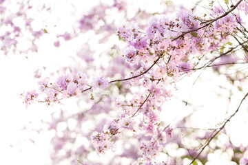 Queen's Flower or Inthanin flower in Thailand, Queen,s crape myrtle, Pride of India, Jarul, banaba plant, Lagerstroemia speciosa, cheerful blooming in park.