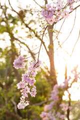 Queen's Flower or Inthanin flower in Thailand, Queen,s crape myrtle, Pride of India, Jarul, banaba plant, Lagerstroemia speciosa, cheerful blooming in park.