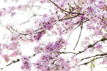 Fototapeta premium Queen's Flower or Inthanin flower in Thailand, Queen,s crape myrtle, Pride of India, Jarul, banaba plant, Lagerstroemia speciosa, cheerful blooming in park.