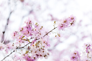 Queen's Flower or Inthanin flower in Thailand, Queen,s crape myrtle, Pride of India, Jarul, banaba plant, Lagerstroemia speciosa, cheerful blooming in park.