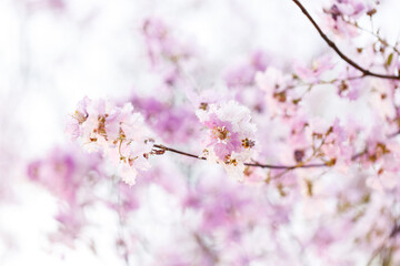 Queen's Flower or Inthanin flower in Thailand, Queen,s crape myrtle, Pride of India, Jarul, banaba plant, Lagerstroemia speciosa, cheerful blooming in park.