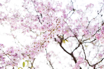 Queen's Flower or Inthanin flower in Thailand, Queen,s crape myrtle, Pride of India, Jarul, banaba plant, Lagerstroemia speciosa, cheerful blooming in park.