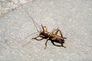 Giant Weta Sitting on Asphalt – Close-Up of New Zealand’s Iconic Insect