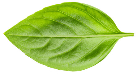 Obraz premium Fresh Green Basil Leaf, with transparent background