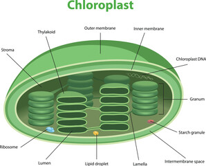 illustration of chloroplast structure diagram