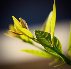 green leaf on a black background